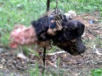 BÖYLESİ GÖRÜLMEDİ! KÖPEKLERE NE OLUYOR?